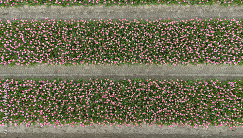 pinktulip fields in spring in the netherlands dronehoto top view