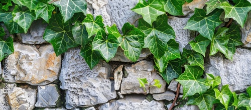 Close-up of green ivy leaves on a stone wall background. © Vusal