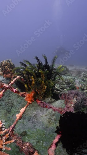 Vertical Video of a Feather Star sitting on a rock underwater while scuba diving.  photo