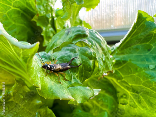 Close-up shot of an ear Earwig crawling on salad leaves photo