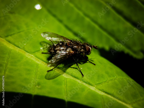 A macro shot of a fly sitting on a green leaf in the garden.