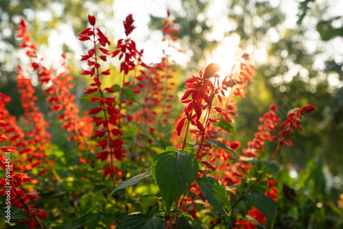 red flowers in the rays of sunset, yellow light, the sun is setting, autumn days, spring, spring sun, marriage is near, a gift to a loved one