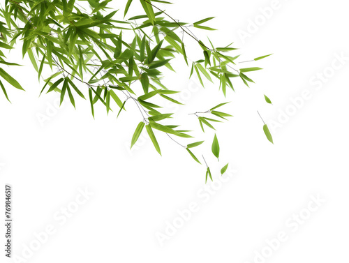 Serene Green Bamboo Leaves on a Pristine White Background © slonme