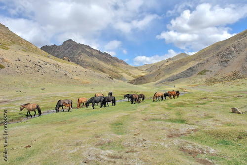 The Mongolian horse - native horse breed of Mongolia.