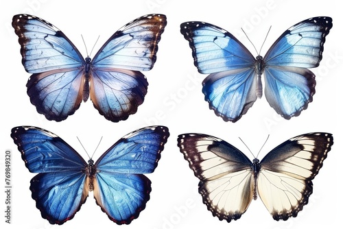 A blue tropical butterfly with a white background, suited for design purposes © Zaleman