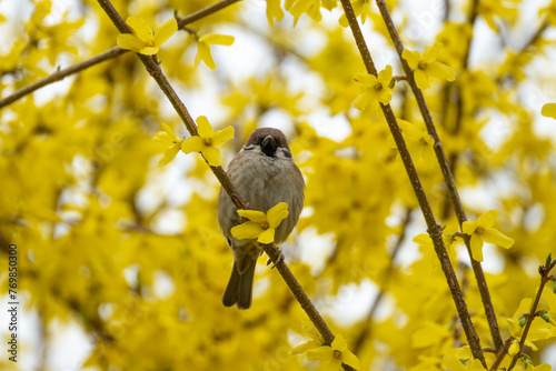 Фотография A rain-soaked sparrow perches on a forsythia blossom on a drizzly morning