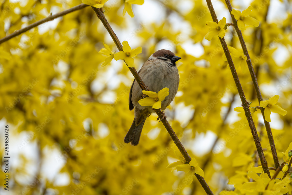 Ταπετσαρία A rain-soaked sparrow perches on a forsythia blossom on a drizzly morning