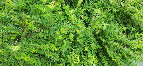 Bush of Phyllanthus myrtifolius (Wight) Müll.Arg. Phyllanthus cochinchinensis trees belong to PHYLLANTHACEAE family. They are low shrubs. Spreads flat on ground and is popular as garden ornament.
 photo