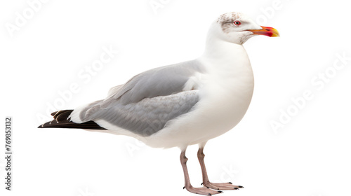 Isolated Seagull Elegance on transparent background.