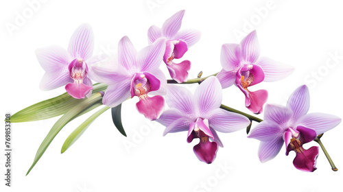 Orchid Majesty on transparent background.