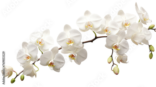 Isolated Orchid Elegance on transparent background.
