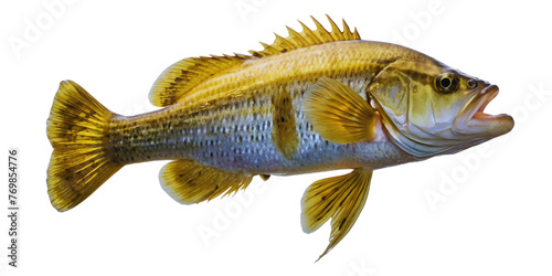 Yellow fish with black stripes swimming freely