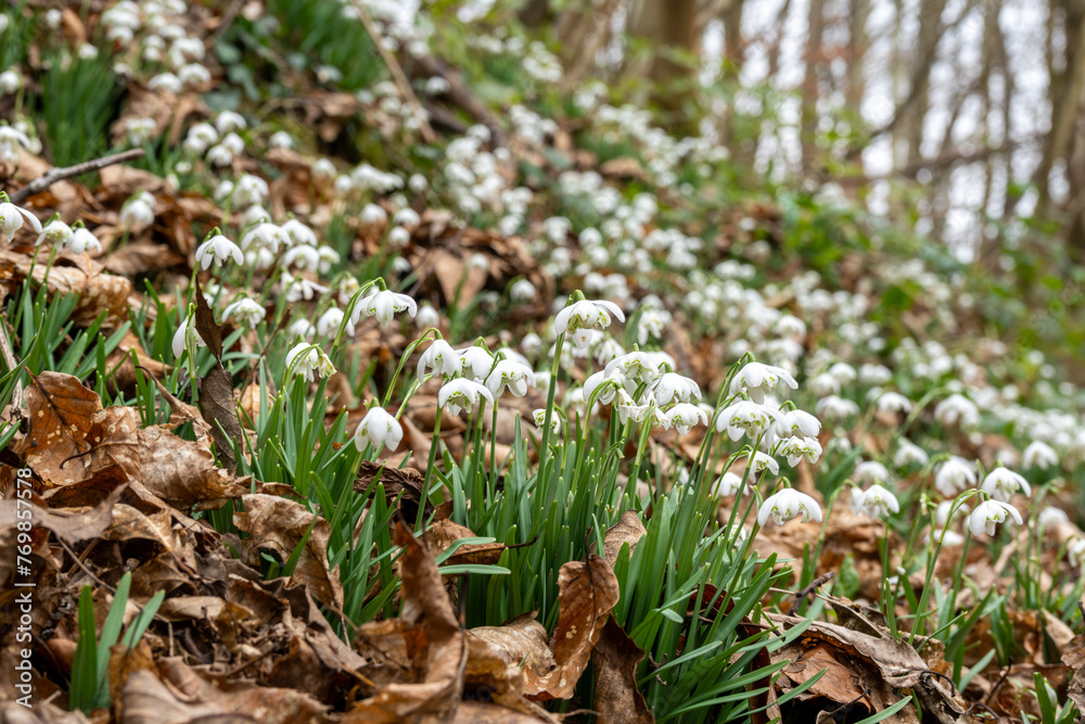 snowdrops in the forest