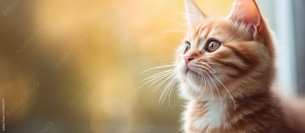 A closeup of a domestic shorthaired cat, a small to mediumsized carnivorous animal from the Felidae family, with whiskers and fur, looking out of a window - obrazy, fototapety, plakaty 