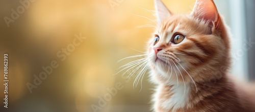 A closeup of a domestic shorthaired cat, a small to mediumsized carnivorous animal from the Felidae family, with whiskers and fur, looking out of a window