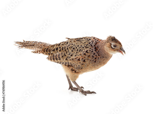 One brown partridge. © ANASTASIIA