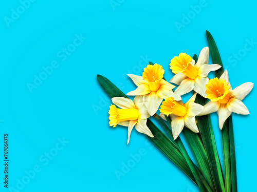 Flowers yellow daffodils on a color blue background