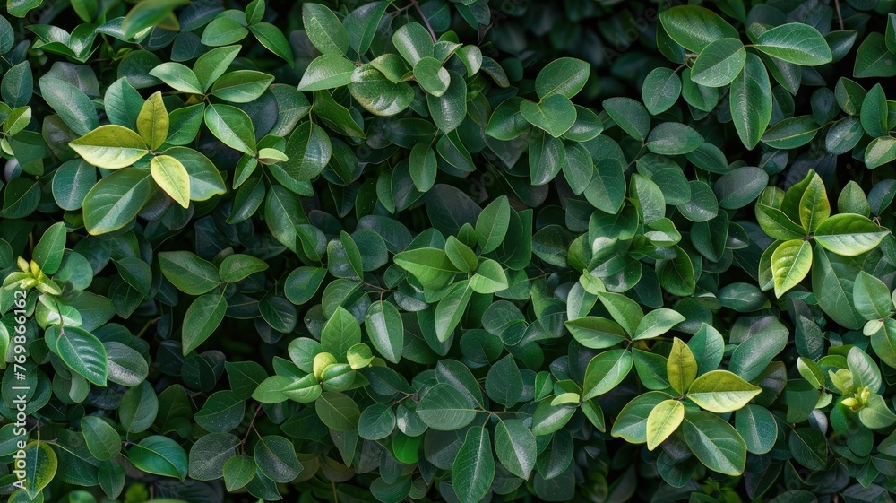 a green leaves background, showcasing a top view of a vibrant plant wall with a nature leaf texture, perfect for garden or landscape decoration and wallpaper design. SEAMLESS PATTERN a green leaves background, showcasing a top view of a vibrant plant wall with a nature leaf texture, perfect for garden or landscape decoration and wallpaper design. SEAMLESS PATTERN