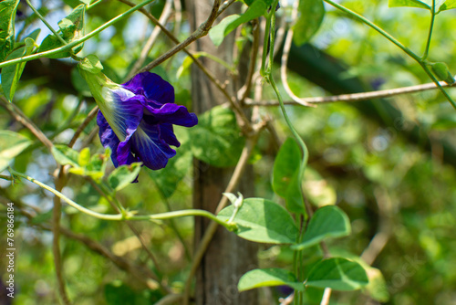 Butterfly pea flowers grow naturally. photo