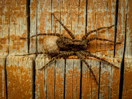 Spider on a wooden background, macro photography of a spider in nature. © Jaroslava