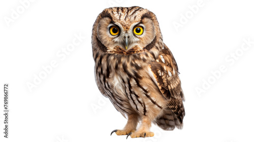 Owl Wonder on transparent background. © Farah