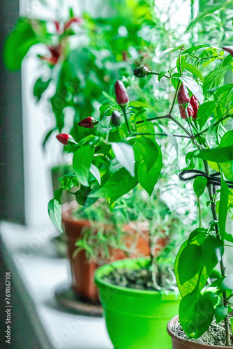 Blurred photo of rosemary and blooming Bird's eye chili with ripe pepper fruits on the windowsill © FuzullHanum