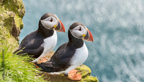 A pair of puffins sitting on a cliff together. Heimaey coast, Iceland. photo