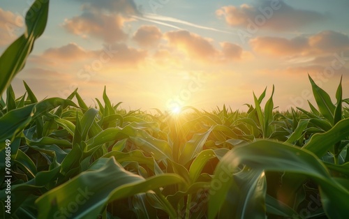 A new day begins with a brilliant sunrise filtering through the lush green cornstalks in a rural landscape. photo