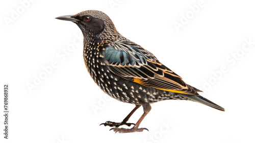 Isolated Starling Bird on transparent background
