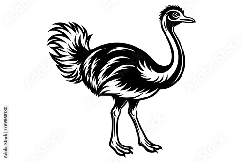 ostrich-vector-illustration