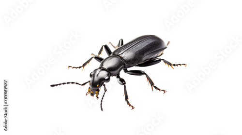 Ground Beetle Isolation on transparent background