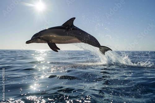 dolphin leaping  sun reflecting off ocean