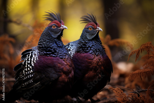Mating Western capercaillie photo