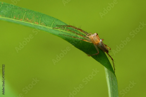 an oxyopes salticus spider in nature, macro photography, close up, insect. © Budi