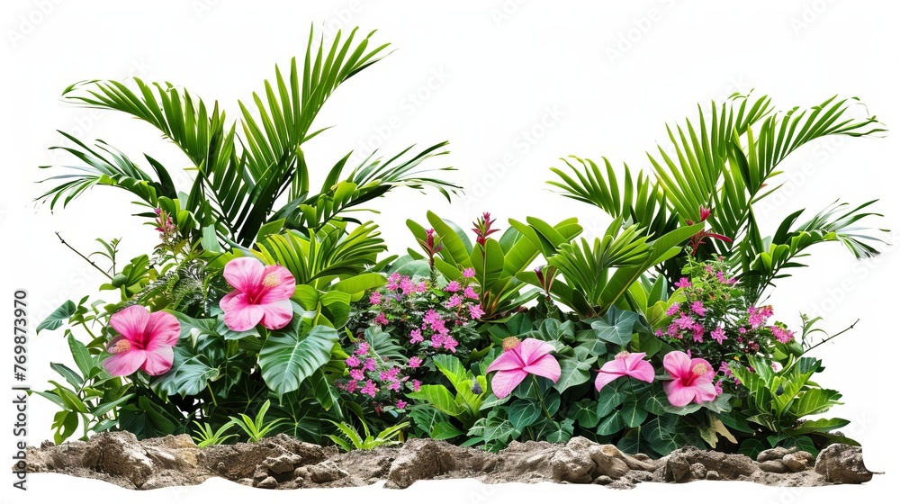 Lush green tropical plant with pink flowers, isolated shrub with clipping path, nature border