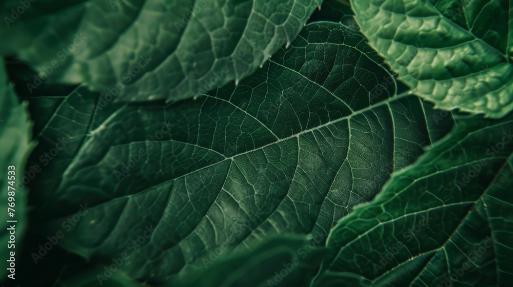 Close-Up of Lush Green Leafy Plant Close-Up of Lush Green Leafy Plant