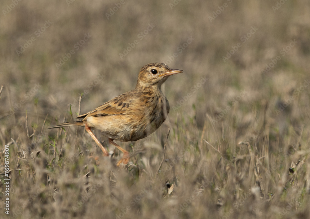 Portrait of a Paddyfield pipit perched in the grassland of Bhigwan bird sanctuary, Maharashtra Portrait of a Paddyfield pipit perched in the grassland of Bhigwan bird sanctuary, Maharashtra