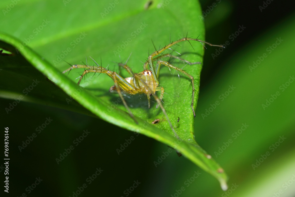 an oxyopes salticus spider in nature, macro photography, close up, insect. an oxyopes salticus spider in nature, macro photography, close up, insect.