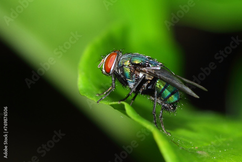 a fly perched on a leaf, macro photography, close up, insect. © Budi