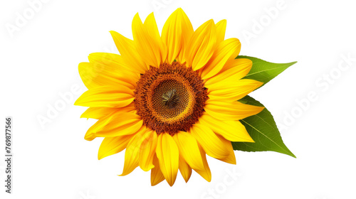 Lone Sunflower Image on transparent background.