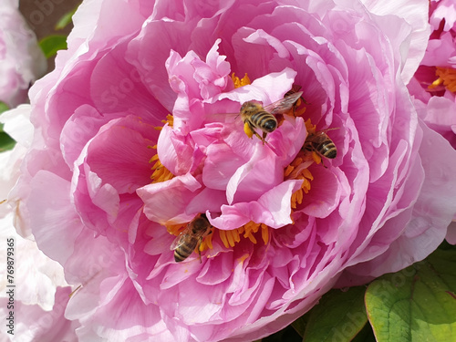 rosy peony flower with bees - spring season