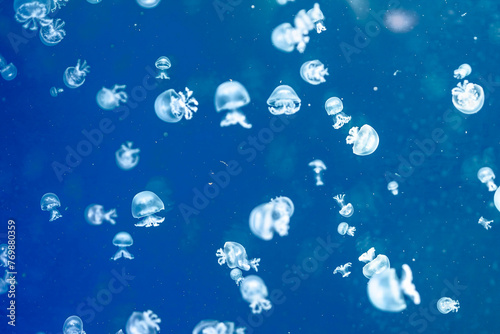 many little translucent cannonball jellyfish in big aquarium in Has des Meeres in Vienna   photo