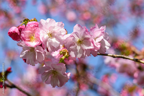 pink cherry blossom in spring