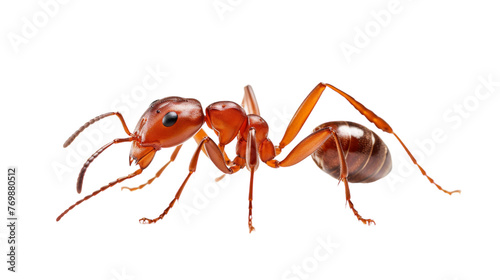 Fire Ant Closeup on transparent background