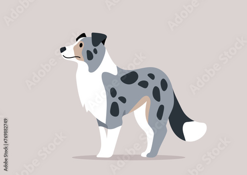 Majestic Blue Marble Border Collie Stands Alert with an attentive gaze