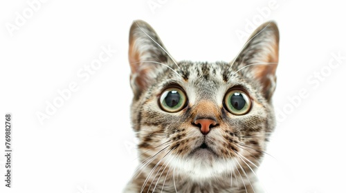 Wide-Eyed Surprised Cat Close-Up on White Background, Funny Feline Expression, Pet Photography, Digital Illustration
