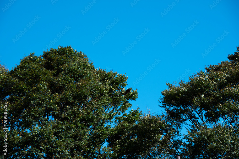 Obraz premium 木々