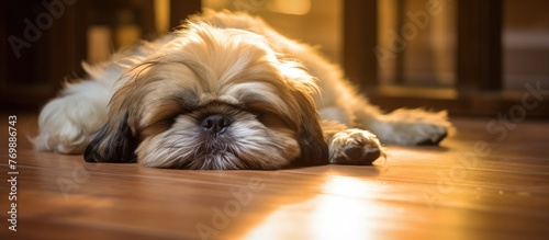 A Shih Tzu, a small toy dog breed, is relaxing on the hardwood floor in a patch of sunlight. The carnivore dogs fawncolored coat glistens while basking in the warmth