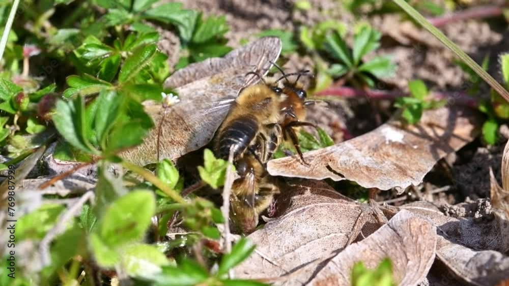 Filmmaterial von Erdbienen Weibchen und Männchen während der Paarung am Boden in der Stadt Regensburg in Bayern, Deutschland Filmmaterial von Erdbienen Weibchen und Männchen während der Paarung am Boden in der Stadt Regensburg in Bayern, Deutschland