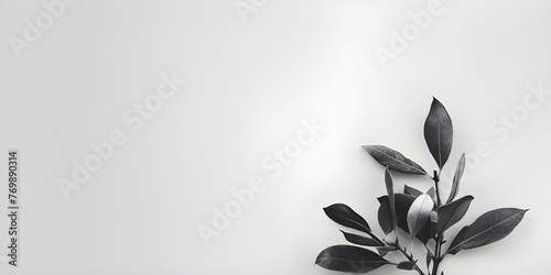 black leaves on white background